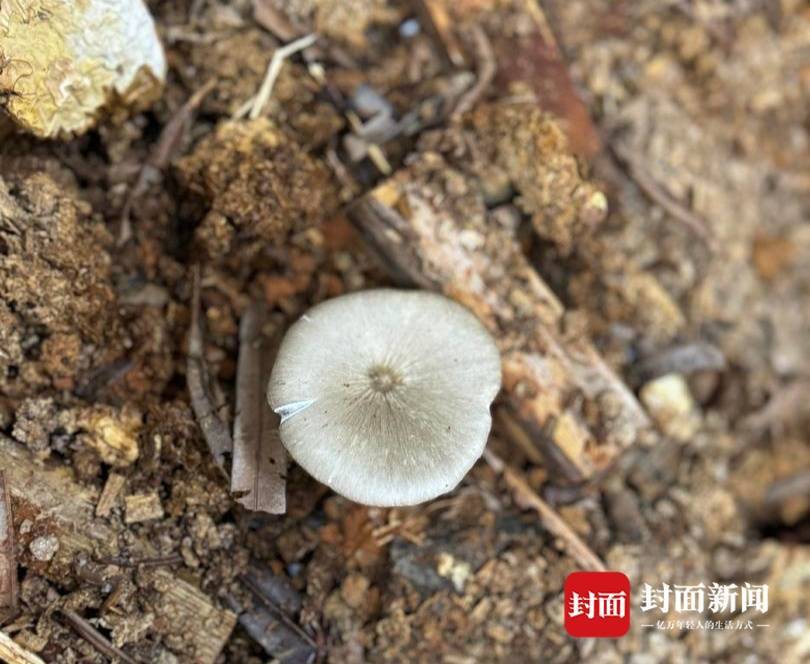 怎么注册皇冠信用盘
_价格腰斩怎么注册皇冠信用盘
！四川人即将实现鸡枞菌自由