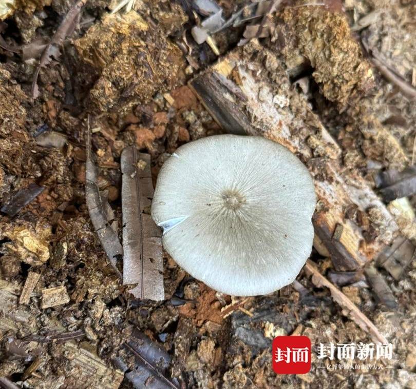 怎么注册皇冠信用盘
_价格腰斩怎么注册皇冠信用盘
！四川人即将实现鸡枞菌自由